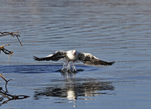 A sea gull bird taking off from the water, photographed in South Africa