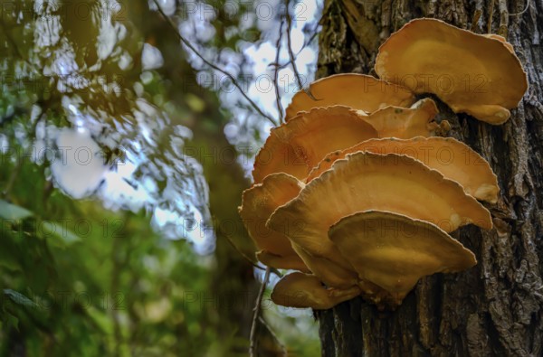 Large, orange-coloured mushrooms growing on a tree trunk in the forest, Bogen, Lower Bavaria
