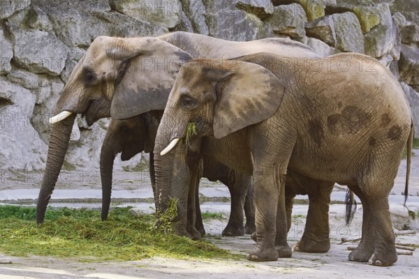 Asiatic Elephants (Elephas Maximus) Eating the Grass Vienna, Austria