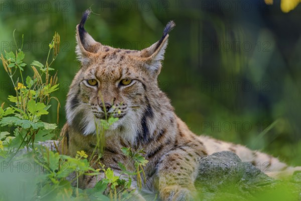 A Eurasian lynx relaxes on a rock in the grass