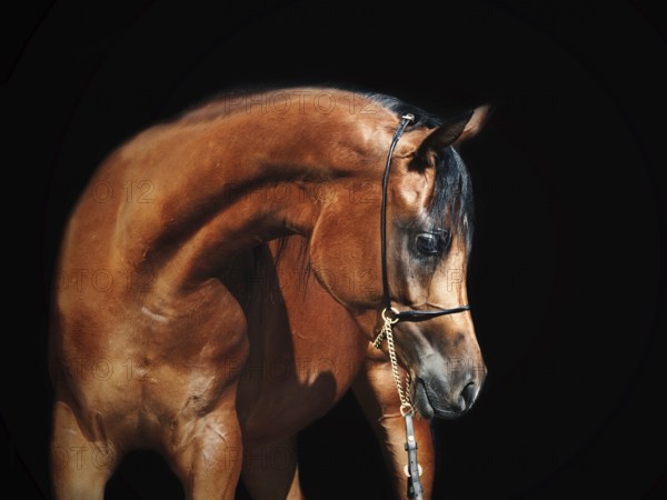 Portrait of young bay arabian filly at black background