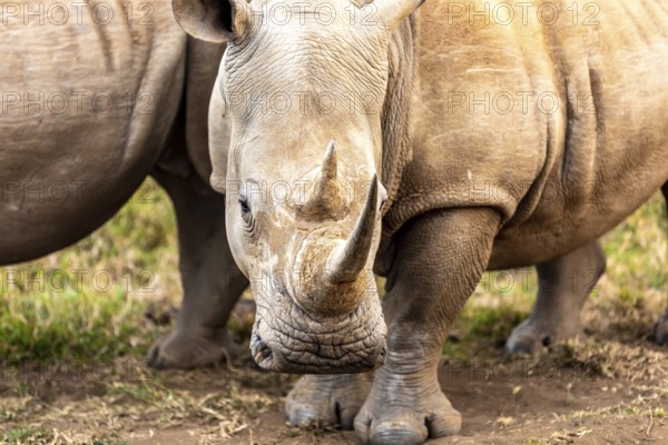 White rhinoceros or square-lipped rhinoceros is the largest extant species of rhinoceros. South Africa and Swaziland