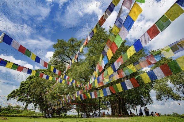 Bodhi Trees at Lumbini, Nepal, the Birth Place of Buddha
