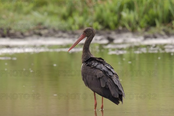 Black stork foraging