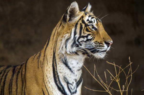 Royal Bengal tiger (Panthera tigris tigris), tigress Mutschili, India