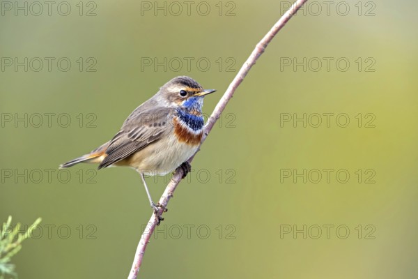 Bluethroat (Luscinia svecica), (Luscinia svecicus), Rhineland-Palatinate, Germany