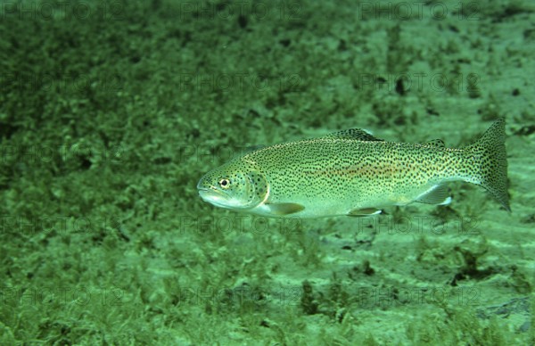 Rainbow trout, Oncorhynchus mykiss, Germany, Bavaria