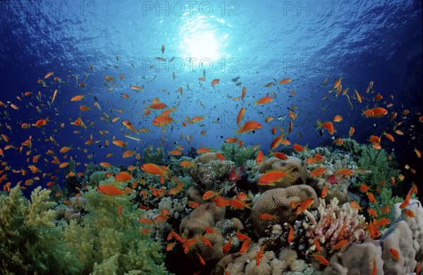 Hawksbill and coral reef, Pseudanthias squamipinnis, Egypt, Zabargad, Zabarghad, Red Sea