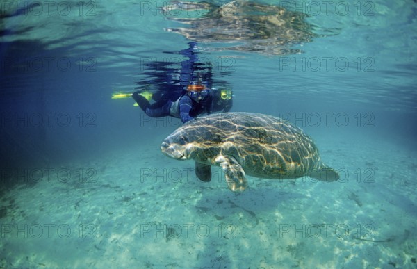 Round-tailed manatee and snorkeller, Trichechus manatus latirostris, USA, Florida, FL, Crystal River