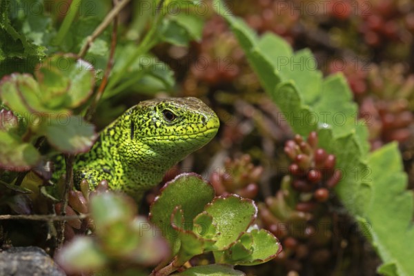 Sand lizard, (Lacerta agilis), climbs on rock, animal, animals, reptile, reptiles, scaly lizards, lizard, sand lizard, true lizards, male, Baden-Württemberg, Federal Republic of Germany