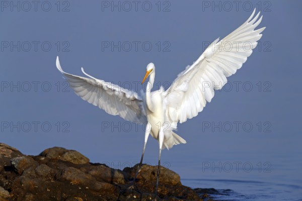 Great Egret, (Egretta alba), Ardea alba, Animals, Birds, Herons, Sur Masirah, Shannah, Ash Sharqiyah South, Oman