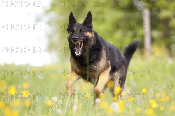 Attacking dog. Aggressive German shepherd dog running nearby with mouth open and showing teeth head-on