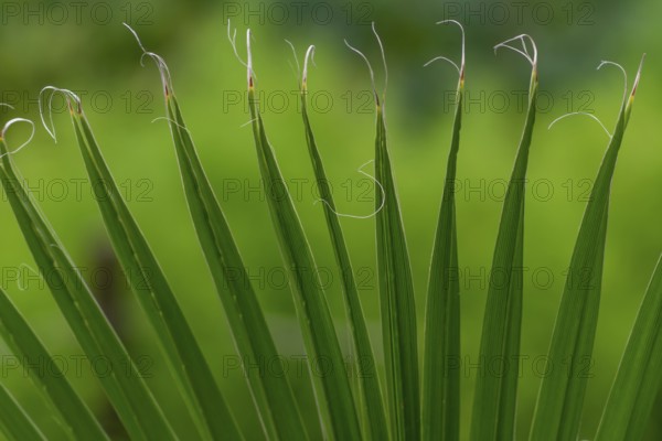 City park landscape with different tropical plants and flowers. Selective focus on palm tree