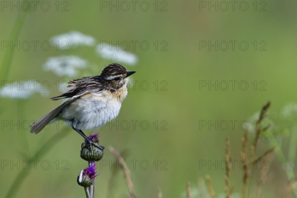 Whinchat (Saxicola rubetra)