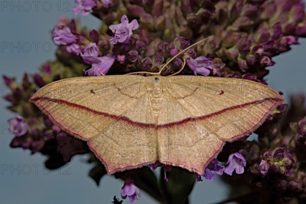 Dock moth (Timandra comae)