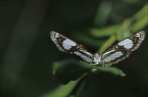 Tropical spotted moth (Nymphalidae)
