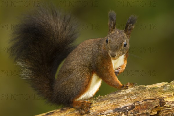 Squirrel (Sciurus vulgaris)