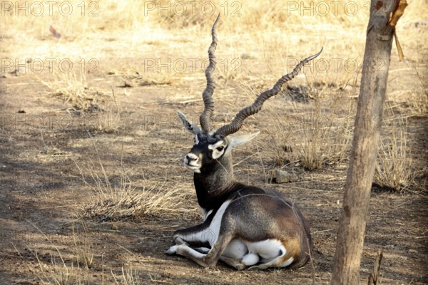 Black buck, sasan gir, Gujarat, India, Asia