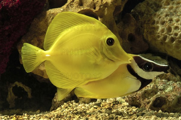 Fishes, Yellow Tang Fish in a fish tank