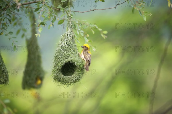 Baya weaver nest indian birds wild life india