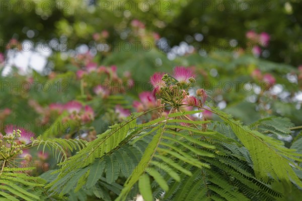 Silk tree (Albizia julibrissin), ornamental plant, silk acacia, dormant tree, Bruchsal, Germany