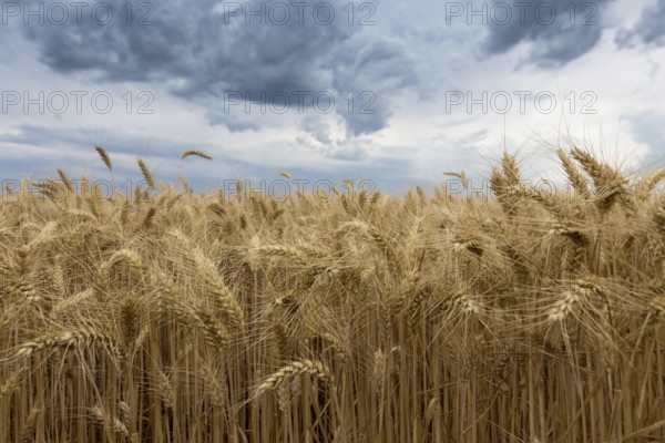 Storm clouds over wheat field