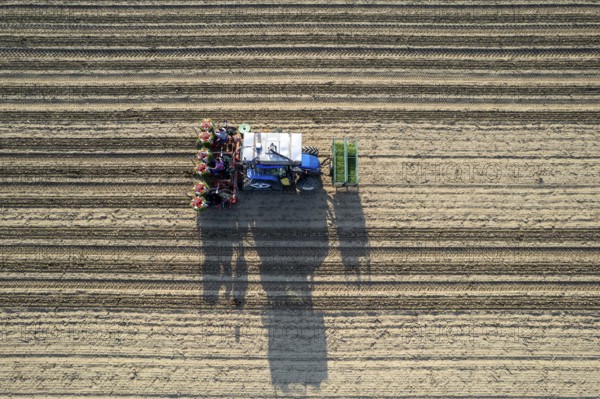 Blue tractor is planting tomatoes in a field, leaving a trail of freshly turned soil behind it as it moves through the rows
