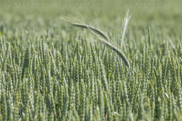 Green wheat field. Agriculture Background