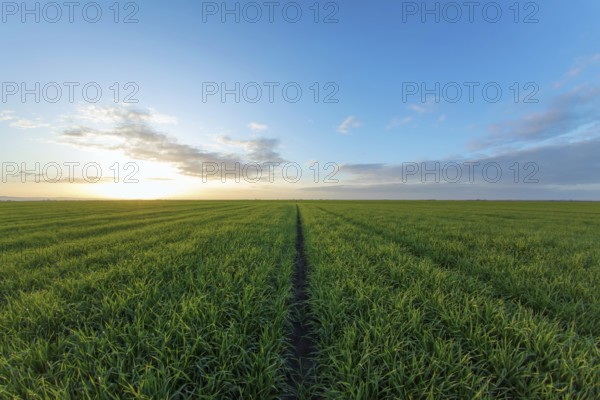 Young Wheat Seedlings growing in a Field
