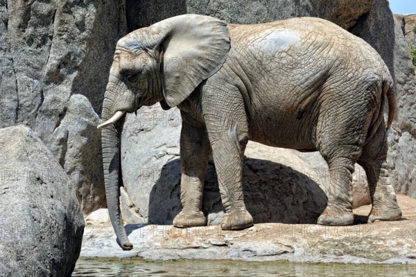 African elephant in natural environment. Bio Park in Valencia, Spain