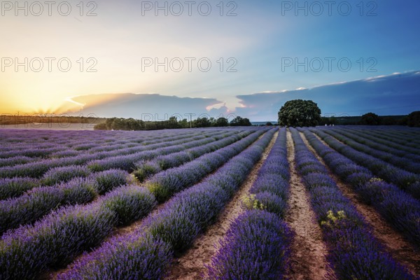 Beautiful image of lavender fields. Summer sunset landscape