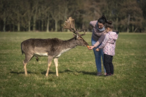 Mother and daughter feeding carrots to Fallow Deer with large antlers, with blurred forest and field in background in Pheonix Park, Dublin, Ireland