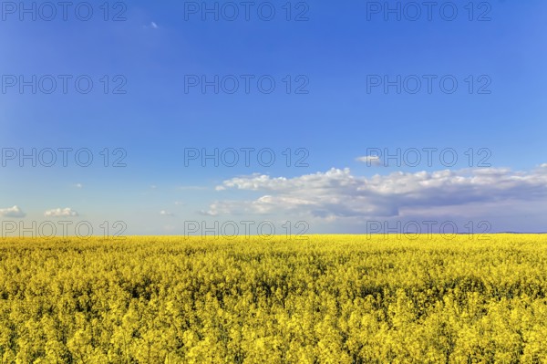 Yellow oilseed rape field under the blue sky with sun