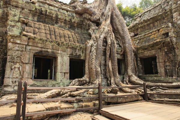 Ta Prohm temple complex near Angkor Wat in Cambodia