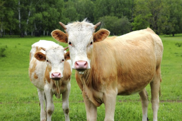 Two young bull on green meadow, farm animals
