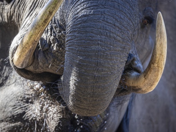 African elephant (Loxodonta africana) drinking, close-up, Manyeleti Game Reserve, South Africa