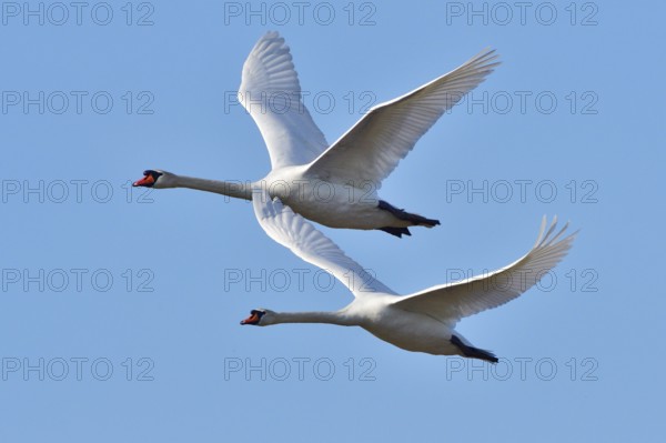 Mute Swan in territory battle in spring, Mute Swan during the breeding season