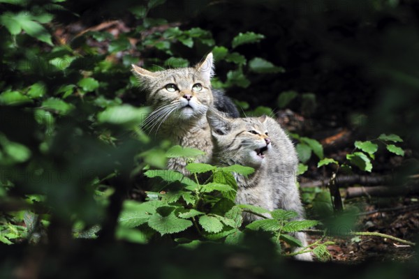 Felis silvestris