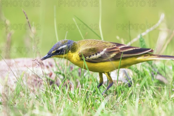 Yellow Bird in the Grass, Western Yellow Wagtail (Motacilla flava)