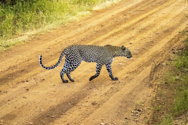 A leopard crossing the trail in Samburu Park in central Kenya