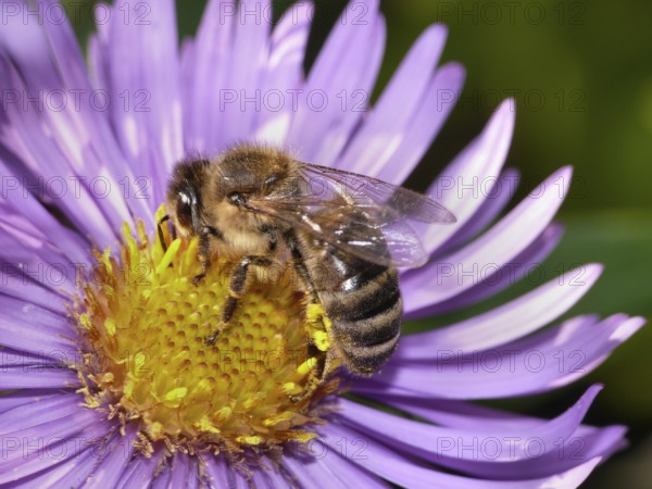 Aster with bee