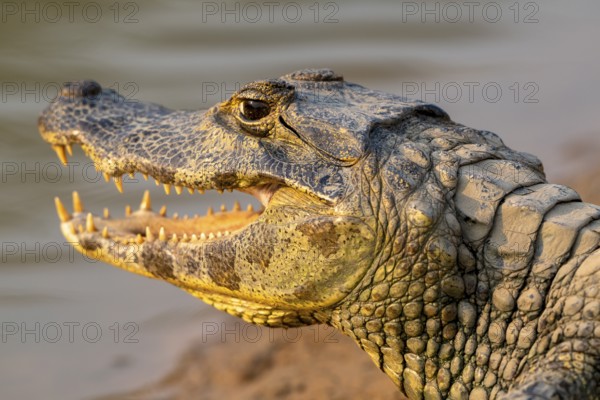 Caiman (Caimaninae), Alligator (Alligatoridae), Crocodile (Crocodylia), animal portrait, side view, Pantanal, inland, wetland, UNESCO Biosphere Reserve, World Heritage Site, wetland biotope, Mato Grosso, Brazil