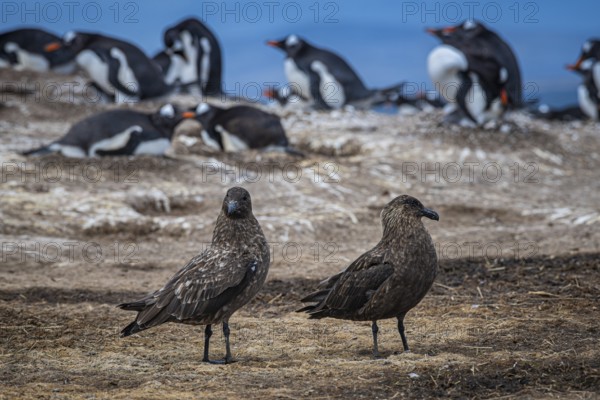 Subantarctic skuas, or Brown Skua (Catharacta antarctica), at a breeding colony of gentoo penguins (Pygoscelis papua), Pebble Island, Falkland Islands, Great Britain, South Atlantic