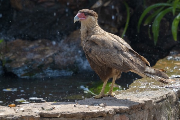 Crested caracara (Caracara plancus), backlight, Pantanal, inland, wetland, UNESCO Biosphere Reserve, World Heritage Site, wetland, Mato Grosso, Brazil