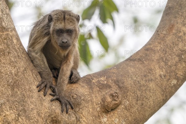 Black howler (Alouatta), young animal, juvenile, eye contact, Pantanal, inland, wetland, UNESCO Biosphere Reserve, World Heritage Site, wetland, Mato Grosso, Brazil
