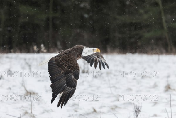 A North American bald eagle (Haliaeetus leucocephalus) at a bird of prey nature reserve