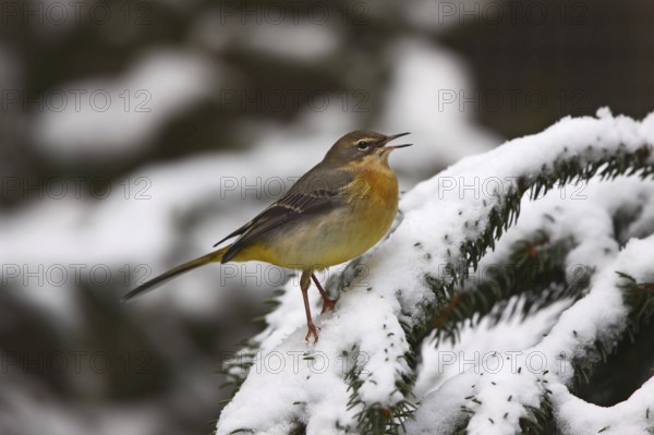 Grey wagtail, Motacilla cinerea, grey wagtail
