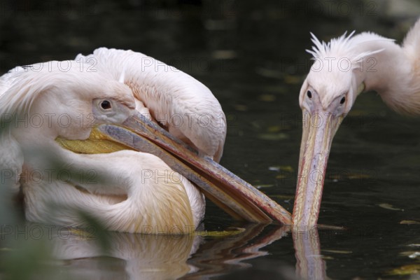 Two quarrelling pink pelicans