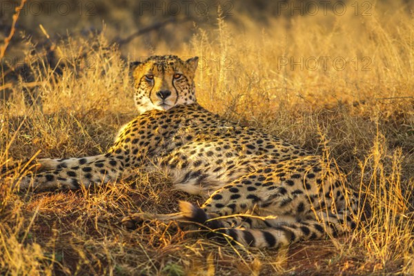 African cheetah species Acinonyx jubatus, family of felids, lying in arid bush habitat, South Africa. The cheetah is the fastest land animal in the world
