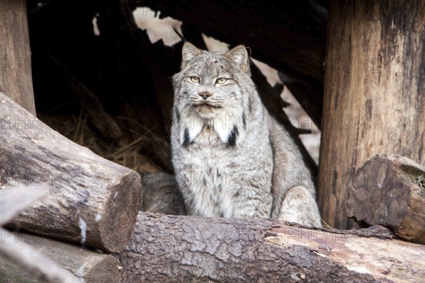 Beautiful Lynx sitting behind log, New York, USA